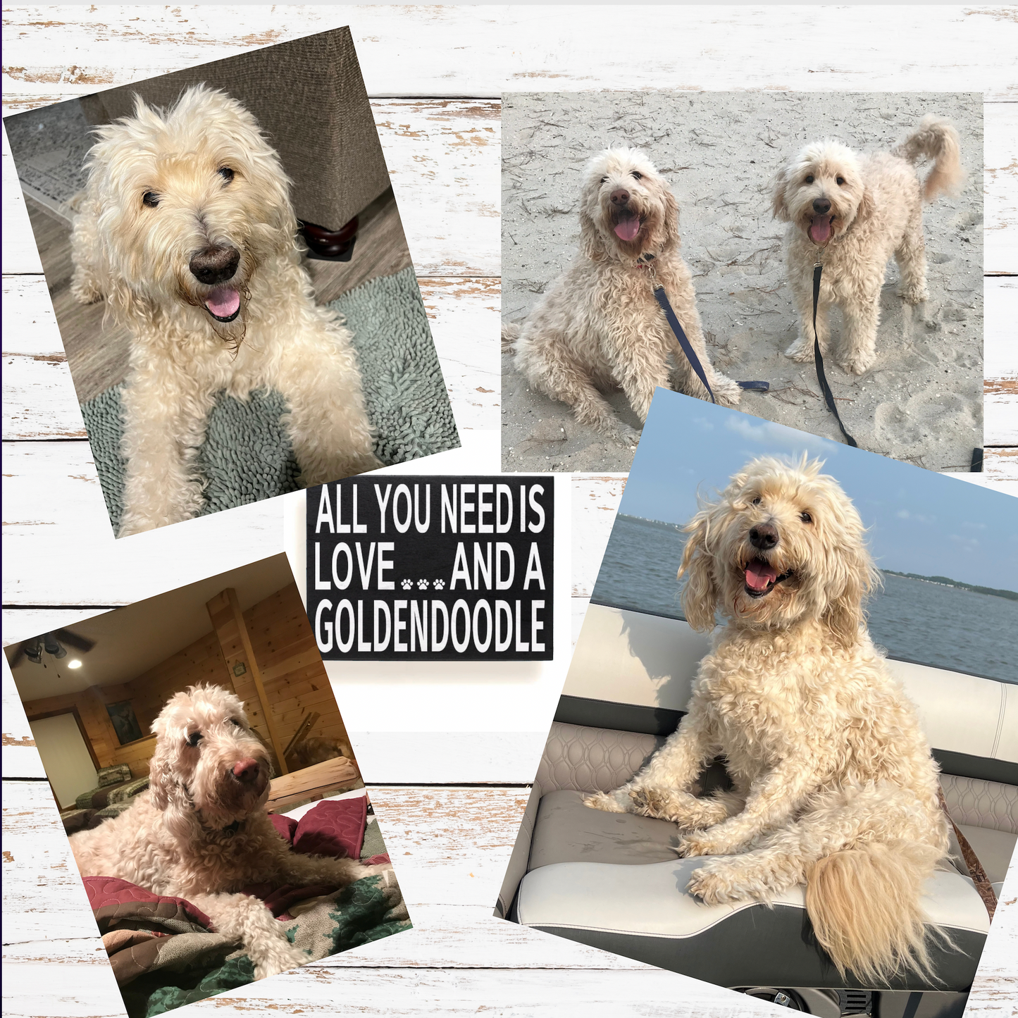 All You Need is Love and A Goldendoodle