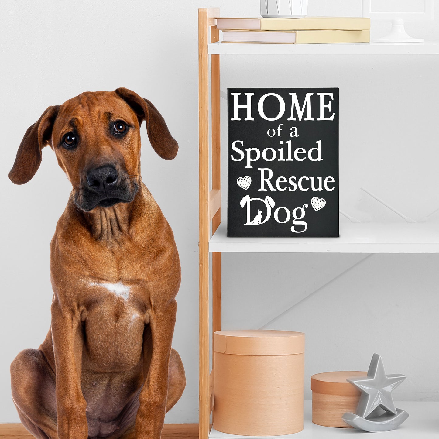JennyGems Dog Accessories, Home Of A Spoiled Rescue Dog, Home Decor, Gift For Mom, Dog Stuff, Puppy Supplies, Cool Stuff, Desk Decor, Housewarming Gift